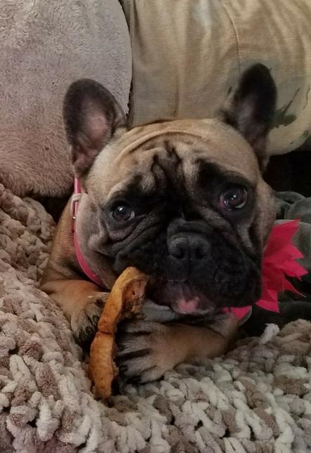 Pig Snouts for Dogs - Customer Photo From Valerie S.
