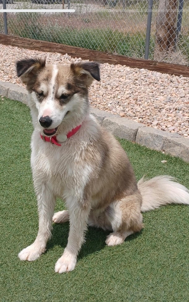 Pawstruck Ruff Relief Moisturizing Nose & Paw Balm - Customer Photo From Karen Linson