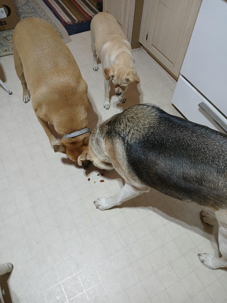 Pawstruck Gift Card - Customer Photo From Harvey Ronnette