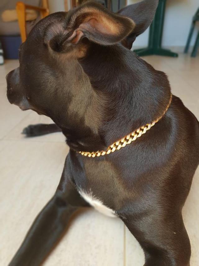 iced out cuban link dog collar