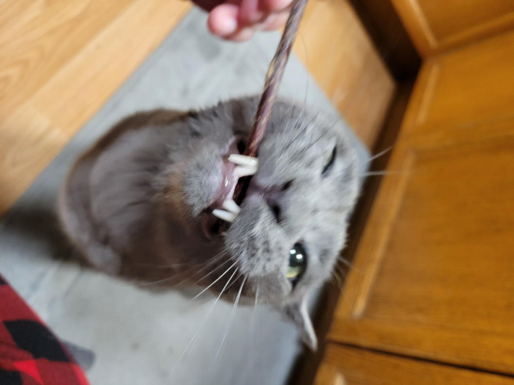 Silvervine Cat Treat Sticks Pack of 4 - Customer Photo From Sam Mander