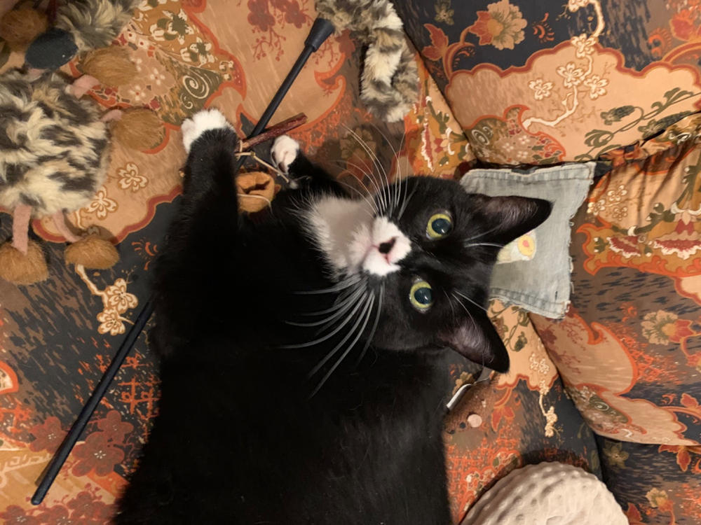 Silvervine Cat Treat Sticks Pack of 4 - Customer Photo From Cathy C.