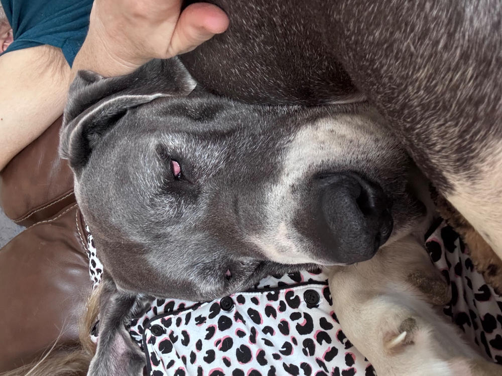 Dried Sardines 150g - Case of 10 - Customer Photo From Kim Blackburn