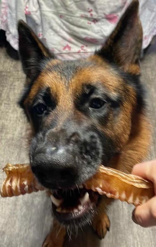 Wild Pacific Salmon Training Treats 680g - Customer Photo From Cassie Hann