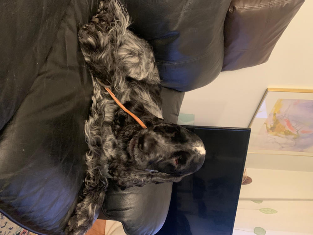 9-14" Lamb Pizzle Stick Single - Customer Photo From Lita Zutautaite