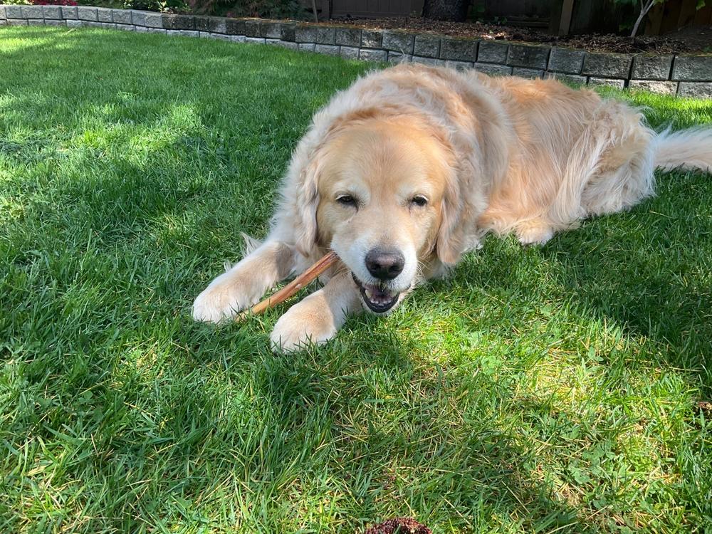 12" Standard Bully Stick - Customer Photo From Norman Van Allen