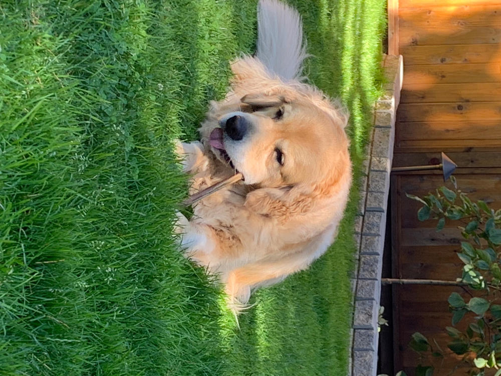 12" Standard Bully Stick - Customer Photo From Norman Van Allen