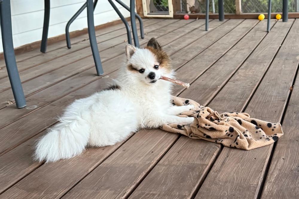 12" Thin Bully Stick - Customer Photo From Robert Letkeman