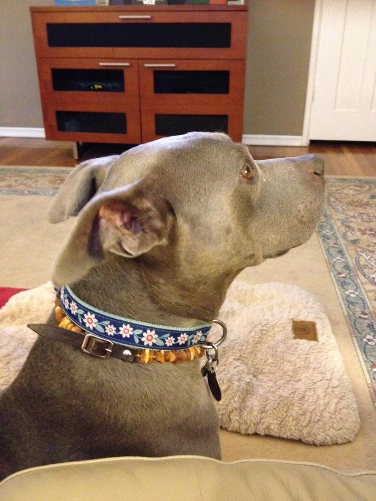 amber dog collar reviews