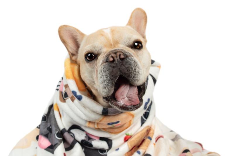 PRE-ORDER // Brunch Time French Bulldog Fleece Blanket - Large - Customer Photo From Patricia Maggard