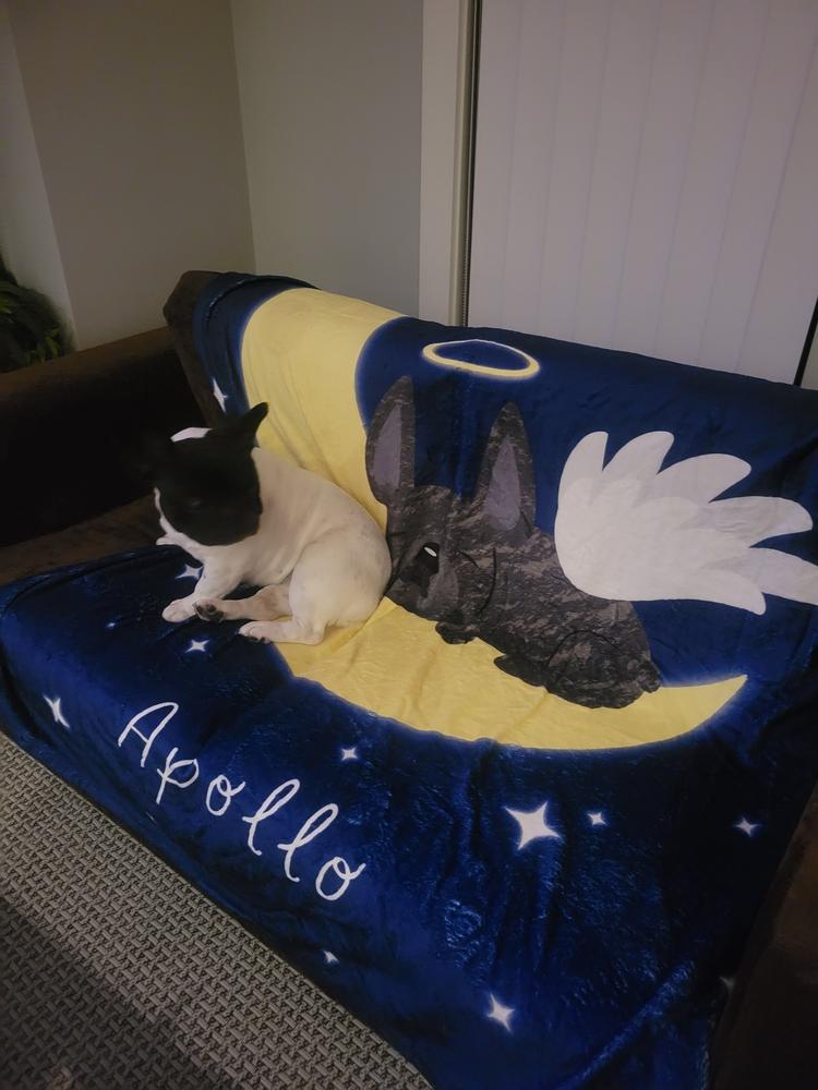 Frenchie Angel Fleece Blanket - Add Pet Name - Customer Photo From Apollo_le_frenchie