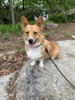 Chicken Feet for Dogs - Customer Photo From Pam J.