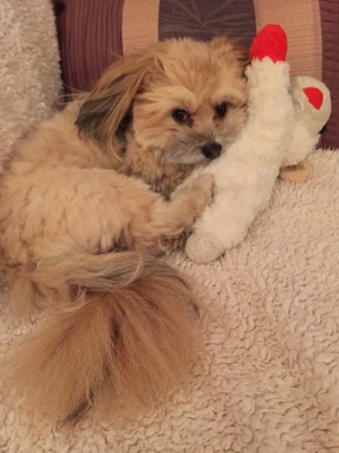 Chicken Feet for Dogs - Customer Photo From Diane Butler
