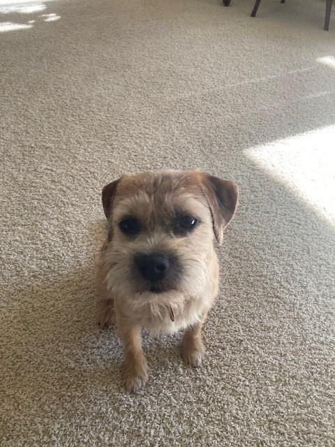 Chicken Feet for Dogs - Customer Photo From Karen Laskowski