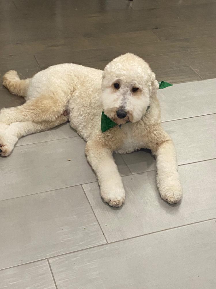 how to dehydrate turkey necks for dogs