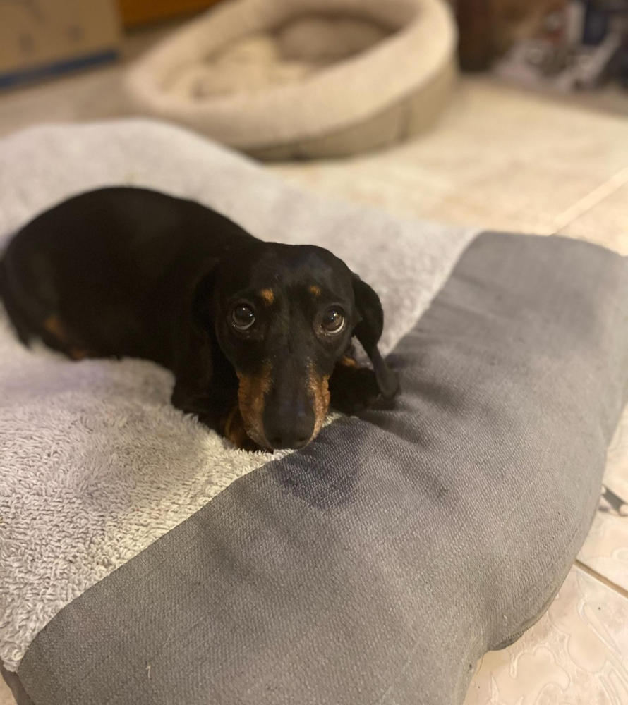 Chicken Necks for Dogs - Customer Photo From April Giron