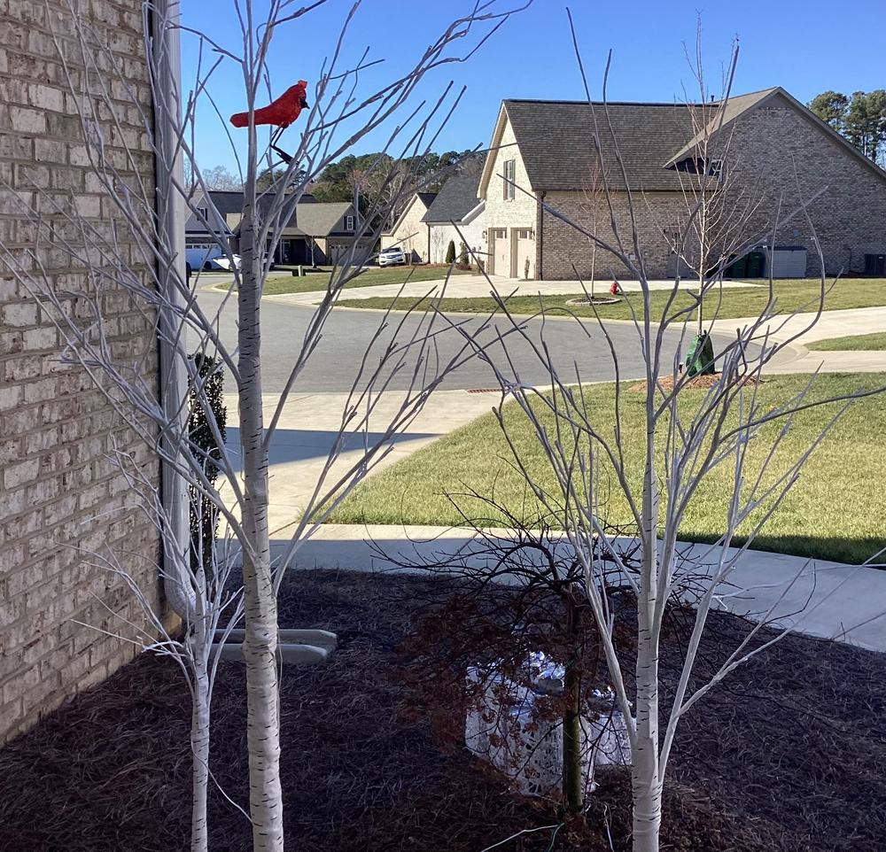 6" LED Cardinal Decoration with Clipped Feet - Customer Photo From Anonymous