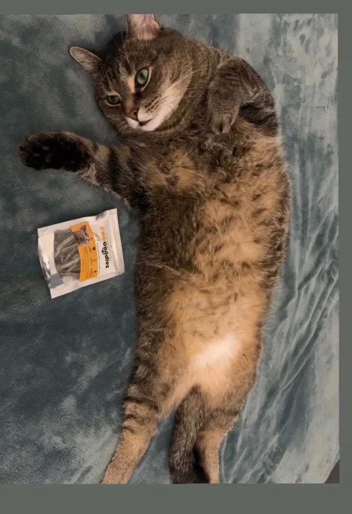 CBD Cat Treats - CBD Goodies - Customer Photo From A