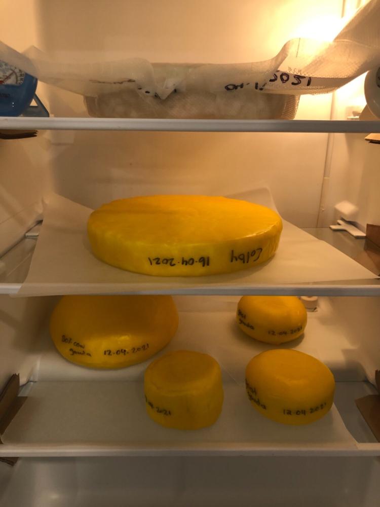 Mesophilic Starter Culture for Cheese Making Cheese Making