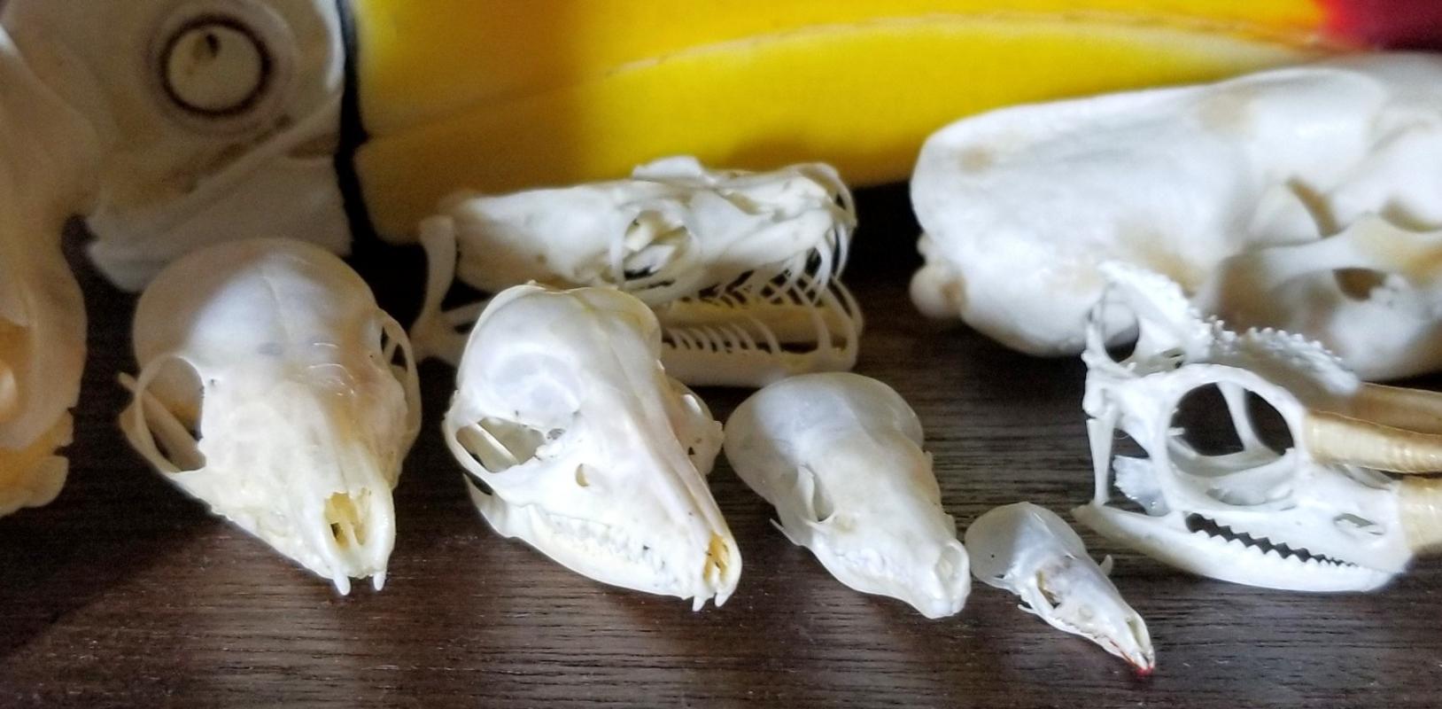 Real Red-rumped Elephant Shrew Skull For Sale – Skulls Unlimited