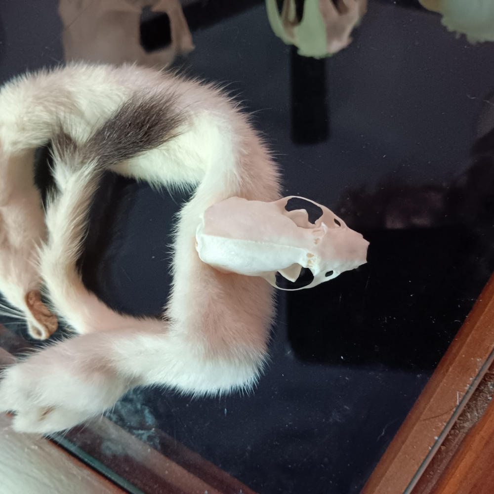 Real Weasel Skull For Sale — Skulls Unlimited International, Inc., image size:1000x1000