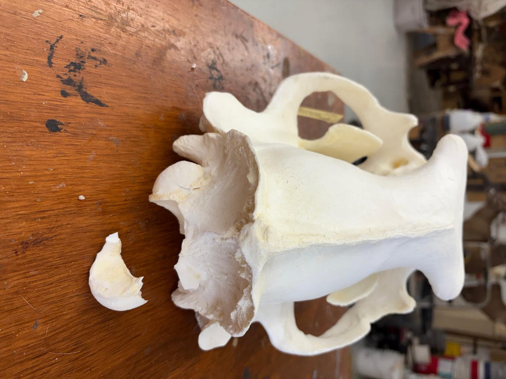Replica Polar Bear Skull For Sale — Skulls Unlimited International