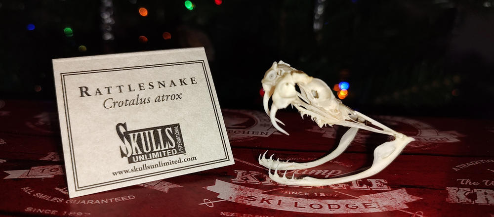 ブ*ス様 rattle snake のバックル ブ*ス様 rattle snake のバックル Articulating rattle snake