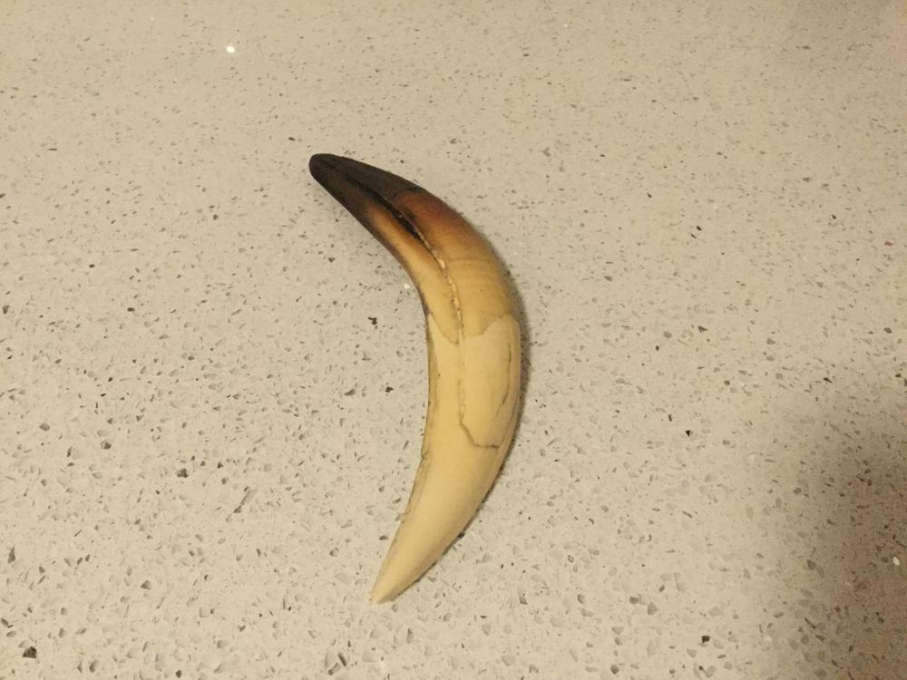 トゥンクハザリシャーSABERTOOTHセイバートゥースモンスターMONSTER