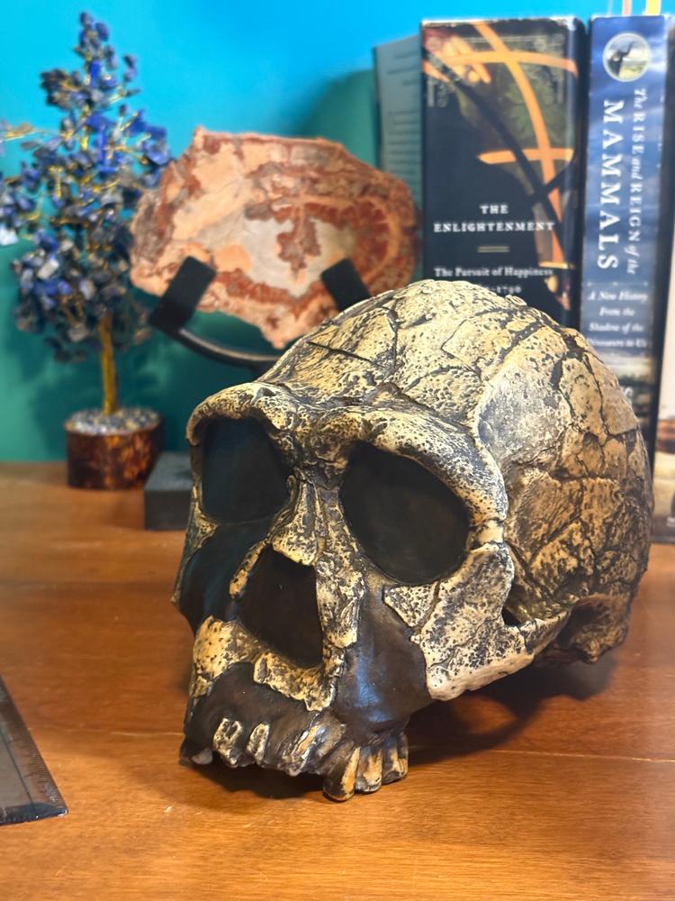 Replica Homo Ergaster KNM ER 3733 Skull For Sale — Skulls