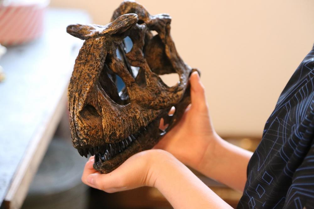 Replica Carnotaurus Dinosaur Skull For Sale Skulls Unlimited