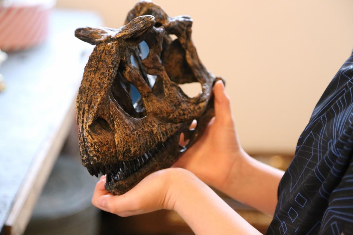 Replica Carnotaurus Dinosaur Skull For Sale Skulls Unlimited