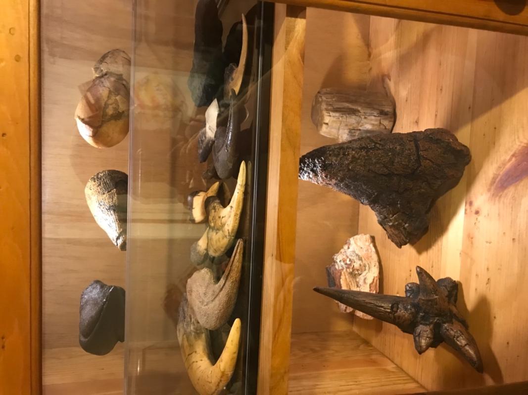 Replica Deinonychus Claw For Sale Skulls Unlimited International, Inc.