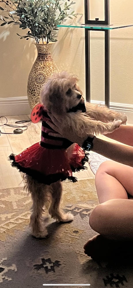 Pawpatu Red Lady Bug Costume Petti Dress for Pets - Customer Photo From Anonymous