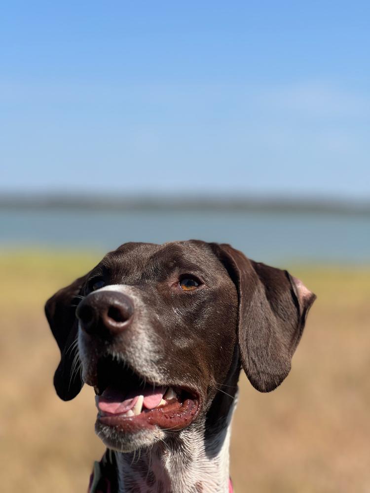 Sporting Dog Collar - Wingshooter Vintage Camo - Customer Photo From Sarah Lopez
