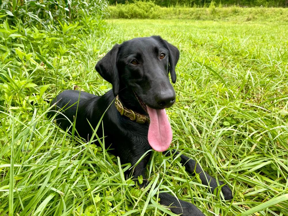 Sporting Dog Collar - Wingshooter Vintage Camo - Customer Photo From Reggie Holland