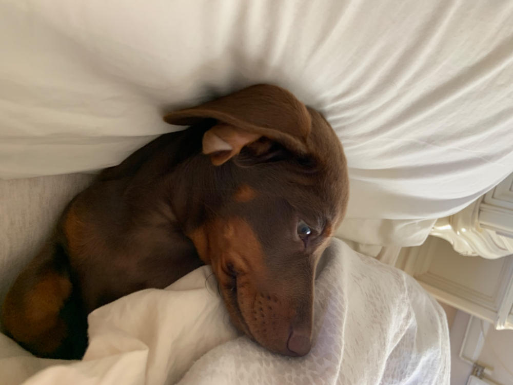 Digby Dog Wash - Customer Photo From rebecca hoddinott isaac