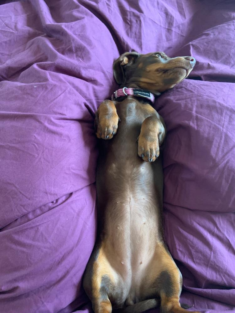 Digby Dog Wash - Customer Photo From rebecca hoddinott isaac