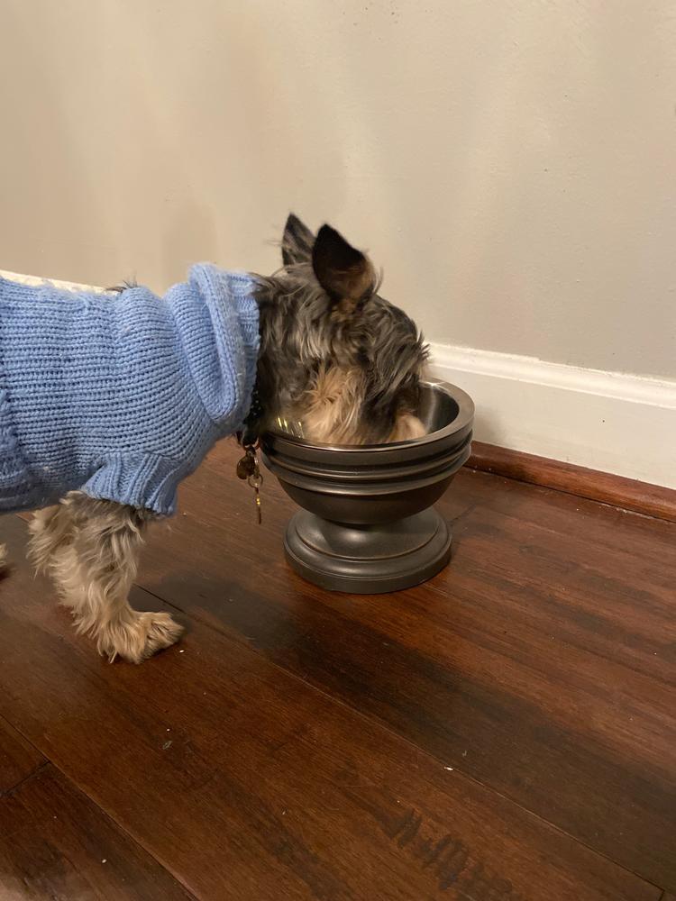 How tall should my elevated dog bowl be? – Pet Junkie