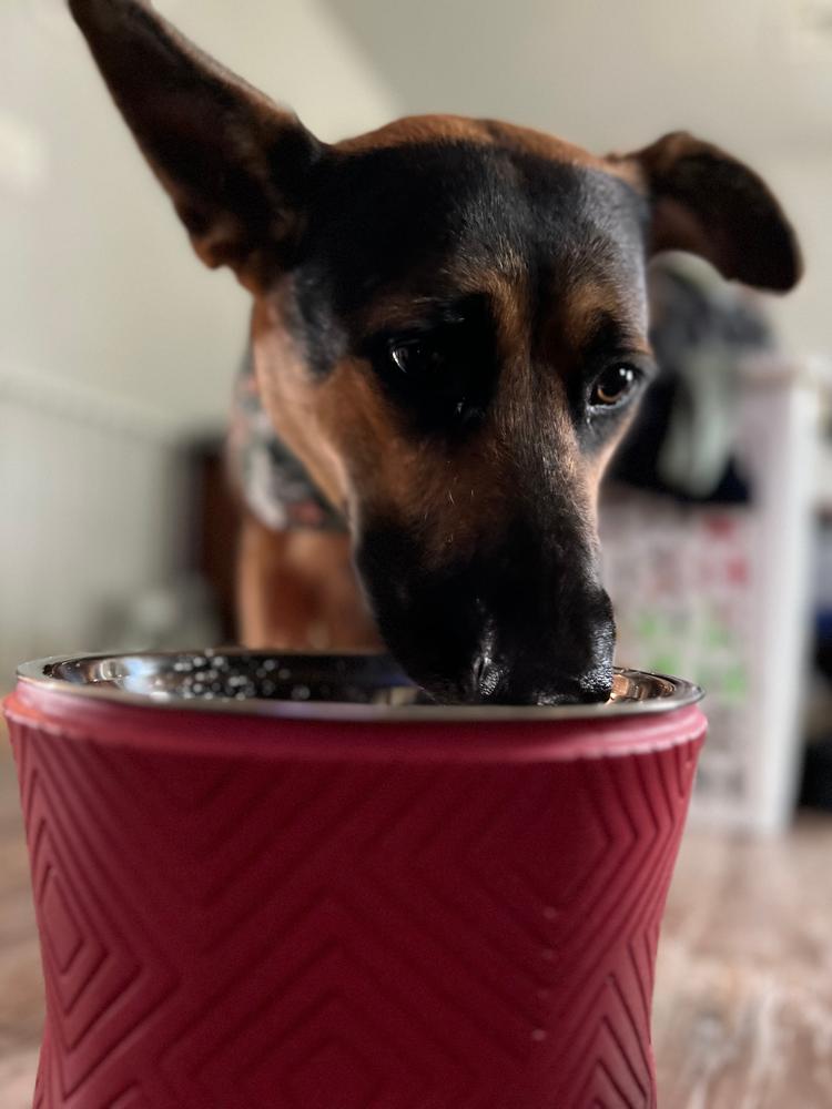 Why should my dog use an elevated bowl? – Pet Junkie