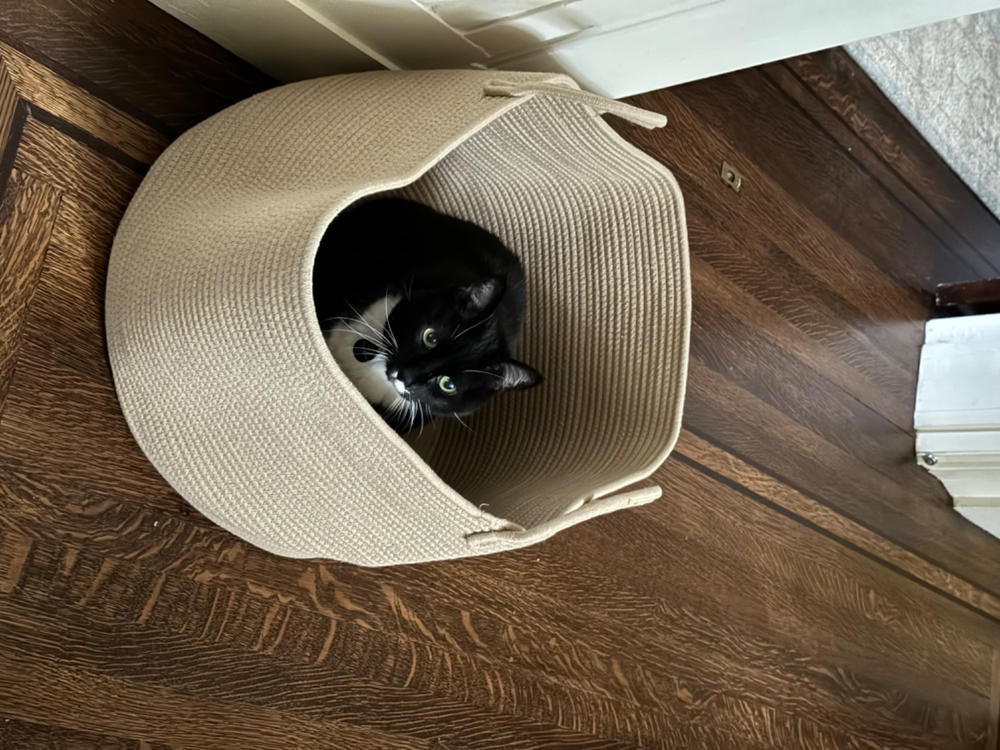 Liquid Glucosamine For Cats - Customer Photo From William Harrison
