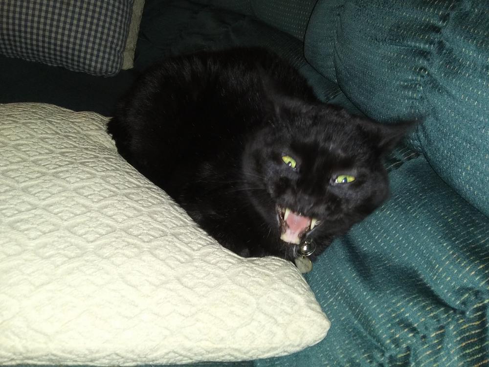 Liquid Glucosamine For Cats - Customer Photo From Tracie Kelble