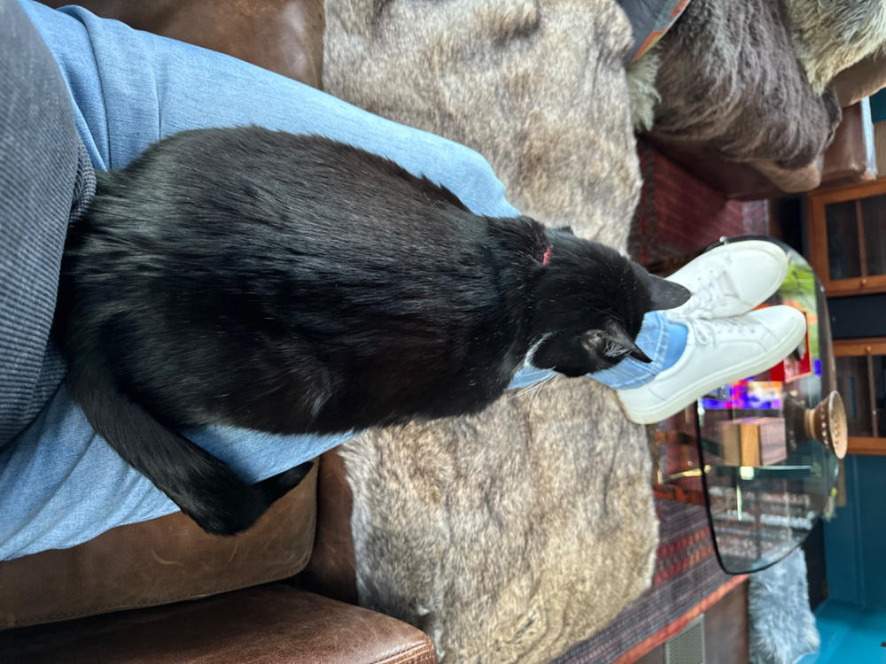 Liquid Glucosamine For Cats - Customer Photo From William Harrison
