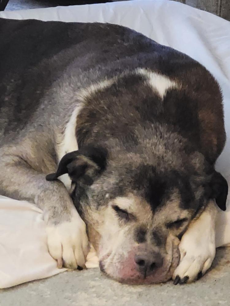 Omega-3 Fish Oil for Dogs and Cats - Customer Photo From Sandra Kilgore