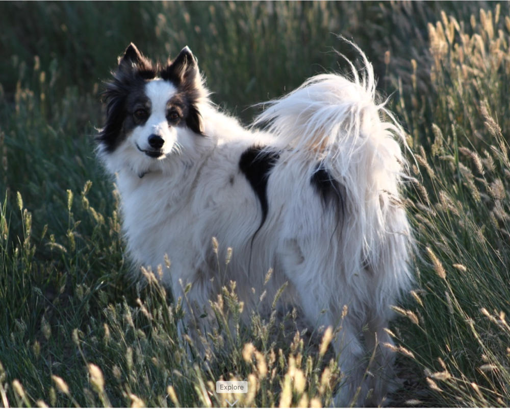 Liquid Vitamins for Dogs - Customer Photo From Peggy Detmers