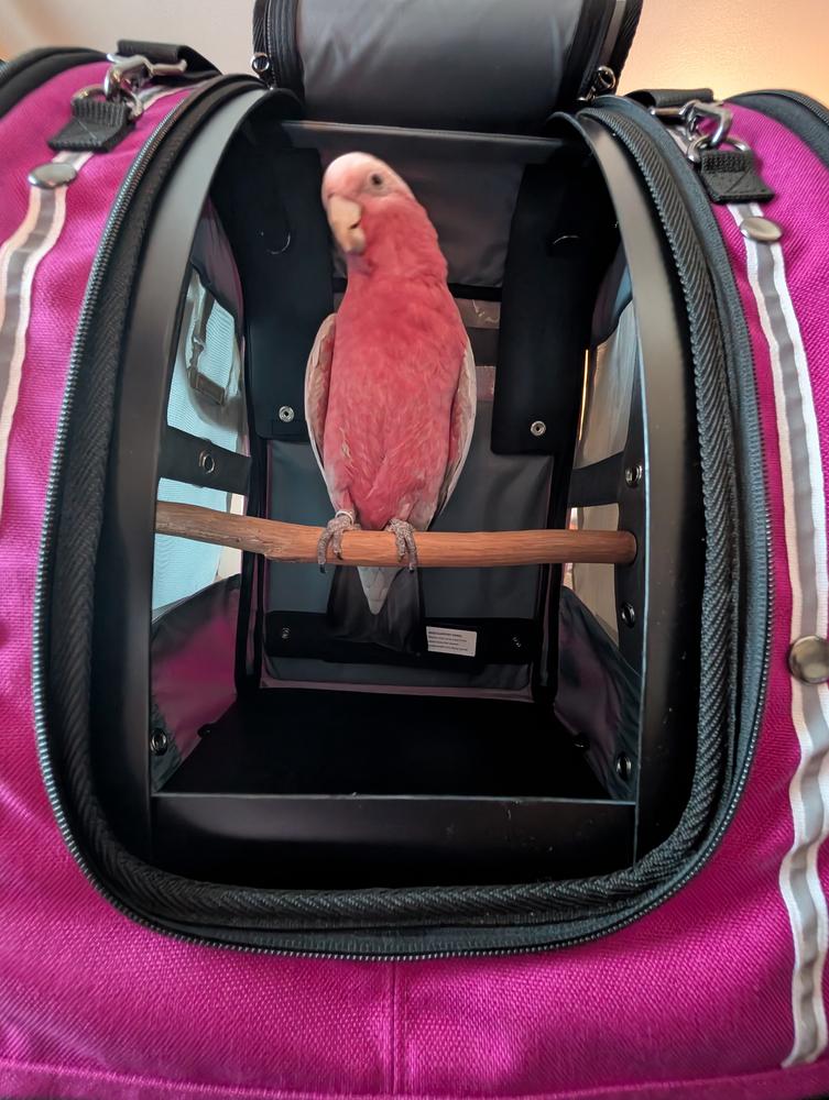 Celltei Pak-o-Bird Travel Carrier - Medium Size - Made in USA