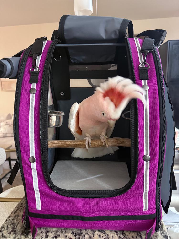 新品 Celltei Pak-o-Bird Mサイズ ヨウムや大型鳥用 キャリー 楽天市場
