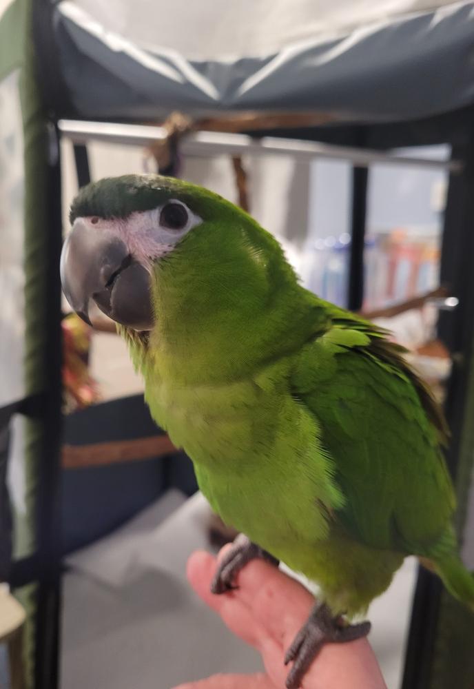 Bird Travel Aviary  - Customer Photo From Augusta Kendrick