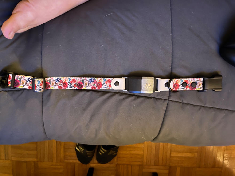 1" Fi Compatible Dog Collar - Customer Photo From Michelle DeFord