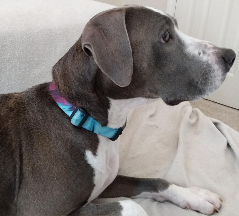 1" Fi Compatible Dog Collar - Customer Photo From Anonymous