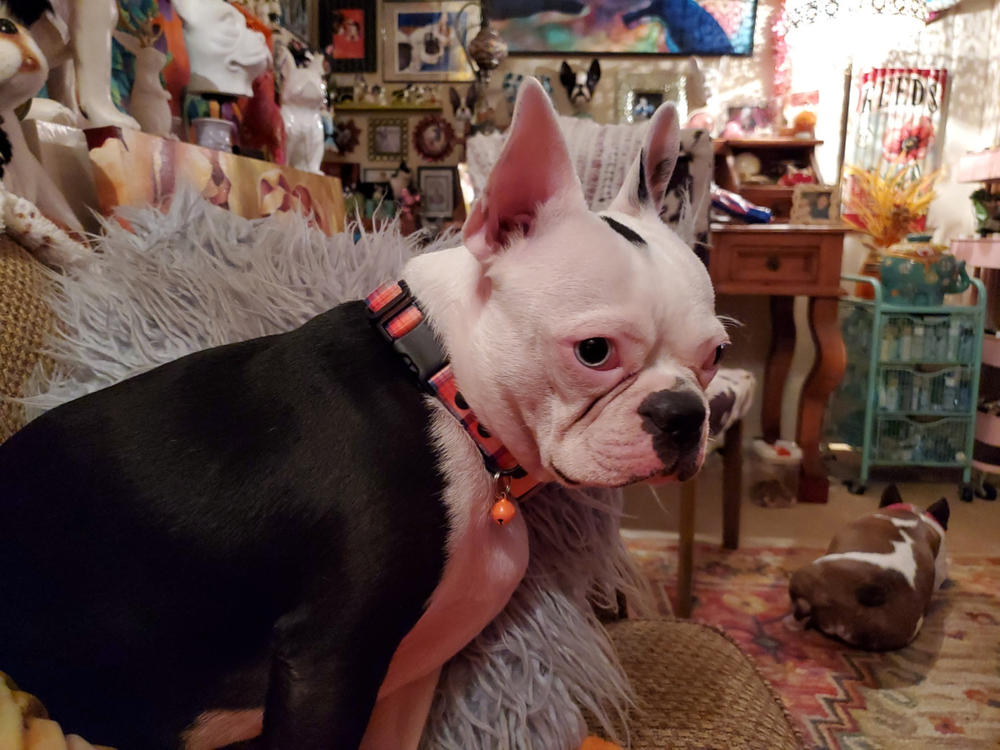 3/4" Fi Compatible Dog Collar - Customer Photo From Elizabeth Guyton